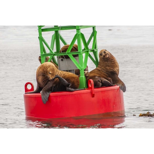 Alaska, Tongass NF Sea lions resting on a buoy